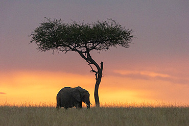 African Savannah Elephant or Savannah Elephant (Loxodonta africana), moves in the savannah at sunset, Masai Mara National Reserve, National Park, Kenya