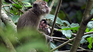 Long-tailed macaque (Macaca fascicularis) femelle with young, West Java