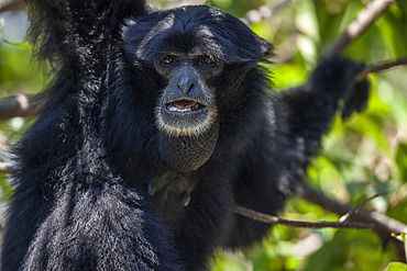 Siamang (Symphalangus syndactylus) in a tree, Sumatra, Indonesia