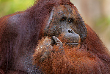 Bornean Orangutan (Pongo pygmaeus pygmaeus) male, Central Kalimantan, Indonesia