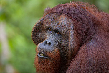 Bornean Orangutan (Pongo pygmaeus pygmaeus) male, Central Kalimantan, Indonesia