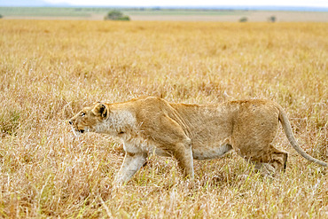 Lion (Panthera leo) lioness walking in savanna, beginning of hunting, stalking, Masai Mara National Reserve, National Park, Kenya