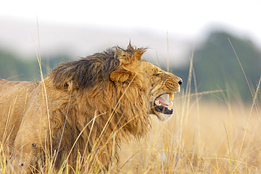 Lion (Panthera leo) Flehmen reaction, Masai Mara National Reserve, National Park, Kenya *** Local Caption *** walking in the grass by rolling up the lips to register the pheromones of female in heat with her Jacobson glands