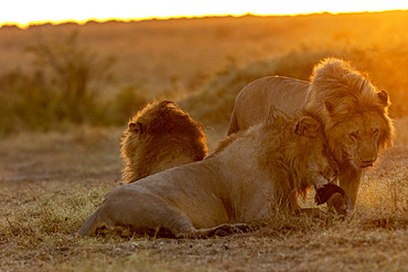 Lion (Panthera leo) brother grooming in grass at sunrise, Masai Mara National Reserve, National Park, Kenya