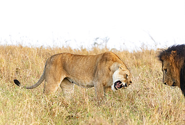 Lion (Panthera leo) beginning of the mating in the savannah, female, aggressive stance in front of a male during mating period, Masai Mara National Reserve, National Park, Kenya