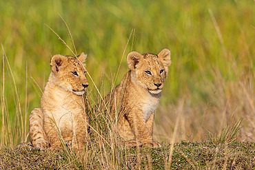 Lion (Panthera leo) cubs playing in savanna, Masai Mara National Reserve, National Park, Kenya