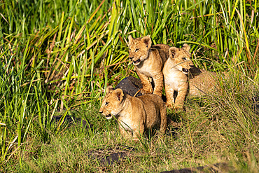 Lion (Panthera leo) curious cubs in savanna, Masai Mara National Reserve, National Park, Kenya