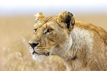 Lion (Panthera leo) lioness, stalking, Masai Mara National Reserve, National Park, Kenya