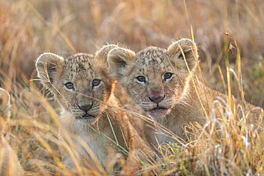 Lion (Panthera leo) cubs in savanna, Masai Mara National Reserve, National Park, Kenya