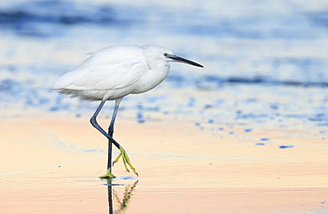 Little Egret (Egretta garzetta), side view of an adult standing on the shore, Campania, Italy