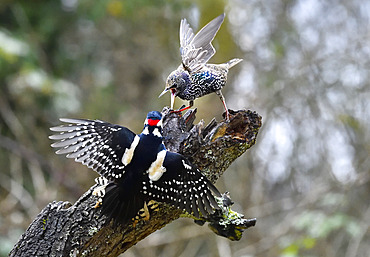 European Starling (Sturnus vulgaris) nagging with a Spotted Woodpecker (Drendrocopos major), Vosges du Nord Regional Nature Park, France