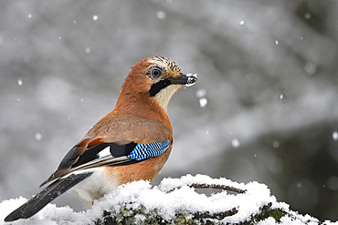 Eurasian Jay (Garrulus glandarius) in the snow, Vosges du Nord Regional Nature Park, France