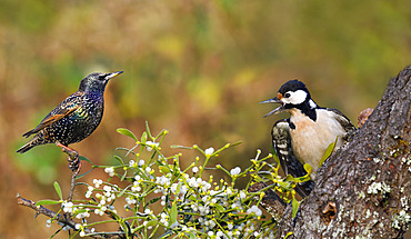 Spotted Woodpecker (Drendrocopos major) nagging with a European Starling (Sturnus vulgaris), Vosges du Nord Regional Nature Park, France