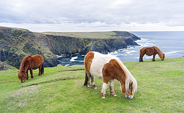 Shetland Pony on pasture near high cliffs on the Shetland Islands in Scotland. europe, central europe, northern europe, united kingdom, great britain, scotland, northern isles,shetland islands, May