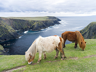 Shetland Pony on pasture near high cliffs on the Shetland Islands in Scotland. europe, central europe, northern europe, united kingdom, great britain, scotland, northern isles,shetland islands, May