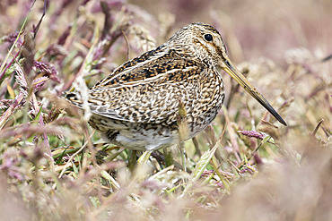 South American snipe or Magellan snipe (Gallinago paraguaiae or Gallinago magellanica) in dense gras. South America, Falkland Islands, January