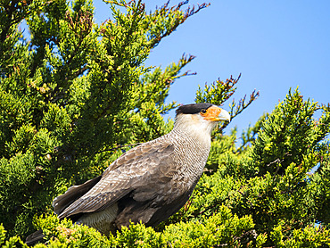 Southern crested caracara (Caracara plancus), Carcass Island. South America, Falkland Islands