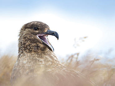 Falkland Skua or Brown Skua (Stercorarius antarcticus, exact taxonomy is under dispute). They are the great skuas of the southern polar and subpolar region. South America, Falkland Islands, January