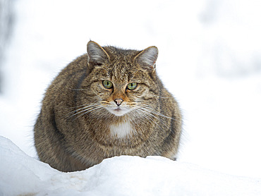 European wildcat (Felis silvestris silvestris) during winter in deep snow in National Park Bavarian Forest (Bayerischer Wald)(enclosure). Europe, Central Europe, Germany, Bavaria, February