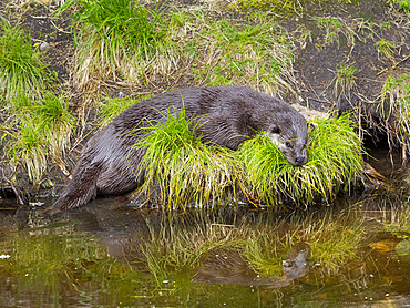 Eurasian Otter (Lutra lutra) during summer. Enclosure in the National Park Bavarian Forest, Europe, Germany, Bavaria