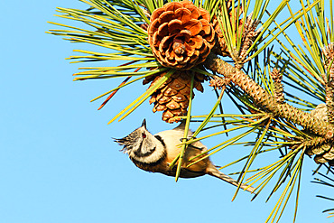 Crested Tit (Lophophanes cristatus) adult in winter looking for pine seeds against a blue sky, Finistere, France