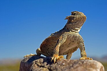 Desert horned Lizard Death Valley NP California USA