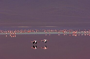 Puna Flamingos Laguna colorada Bolivia