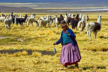 Aymara shepherdess spining the wool of Lama Sajama Bolivia