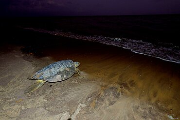 Green sea turtle laying eggs - Yalimapo  French Guiana