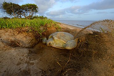 Green sea turtle laying eggs - French Guiana