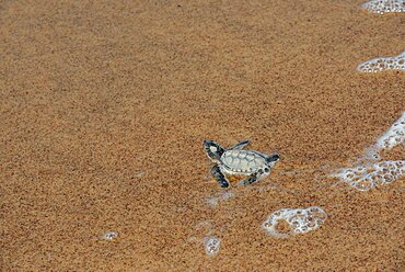 Green sea turtle newborn on sand and surf - French Guiana