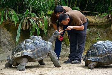 Healers vermifuge a Seychelles Giant Tortoise