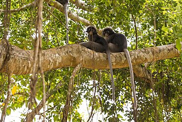 Spectacled langur (Trachypithecus obscurus) Thailand