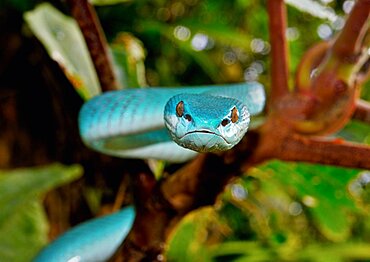 Portrait of Sunda island pitviper (Trimeresurus insularis) in a tree, Komodo