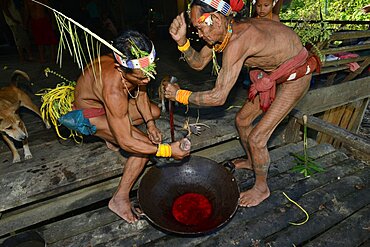 A pig is bled. Mentawai. Siberut, Indonesia