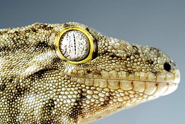 Portrait of Henkel's giant gecko (Rhacodactylus leachianus henkeli), Ile des Pins, New-Caledonia