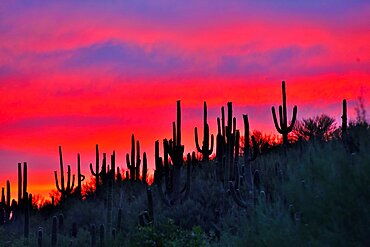 Sunset on Saguaros (Carnegiea gigantea), Catalina state park, Arizona, USA