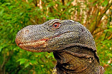 Crocodile monitor, Papua monitor or Salvadori's monitor (Varanus salvadorii). South New Guinea