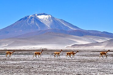 Vicugna or Vicuea (Vicugna vicugna), Salar de Ascotán, Andes, Chili