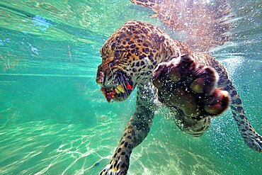 Jaguar (Panthera onca) swimming underwater,C. and S. America, Captivity