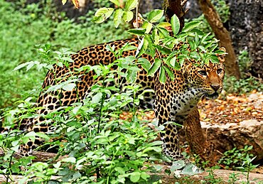 Javan leopard ( Panthera pardus melas) Java. Endemic Critically endangerd (less than 250 mature individuals)