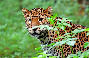 Javan leopard ( Panthera pardus melas) Java. Endemic Critically endangerd (less than 250 mature individuals)