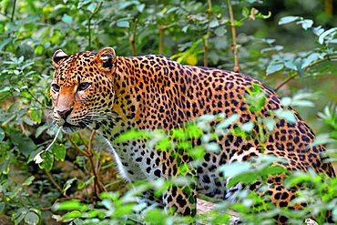 Javan leopard ( Panthera pardus melas) Java. Endemic Critically endangerd (less than 250 mature individuals)