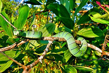 Bornean Keeled Green Pit Viper (Tropidolaemus subannulatus) on a branch, Belitung, Indonesia, Philippines