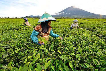 Tea plantation and picking, under the volcano, Kerenci, Sumatra, Indonesia