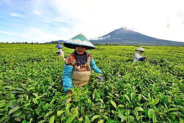 Tea plantation and picking, under the volcano, Kerenci, Sumatra, Indonesia