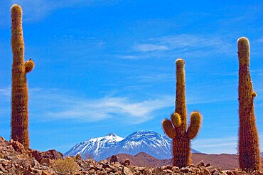 " Cardon grande" (Echinopsis atacamensis), Atacama. Alt. 3800 m., Chili.