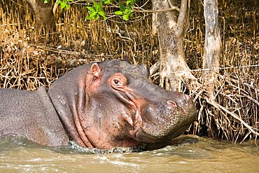 Hippopotamus (Hippopotamus amphibius). Isimangaliso Wetland Park (Greater St Lucia Wetland Park). KwaZulu Natal. South Africa