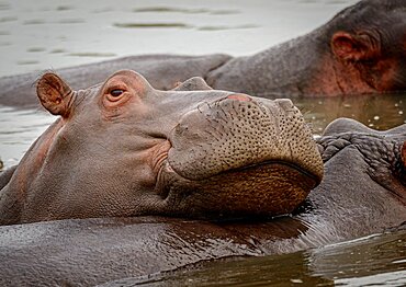 Common hippopotamus (Hippopotamus amphibius). Eastern Shores. Isimangaliso Wetland Park. KwaZulu Natal. South Africa