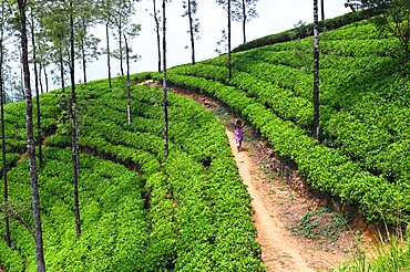 Tea plantations on the mountains around the city of Nuwara Aliya. Nuwara Eliya. Sri Lanka.